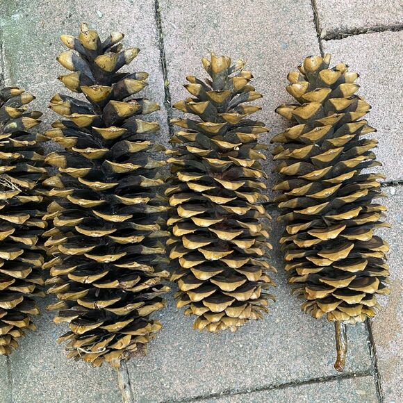 6 Natural Sugar Pine Cones Decorative, Wreaths, Rustic 9" - 14" - Picture 3 of 8